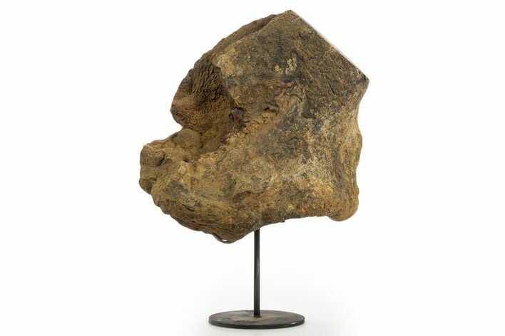 Fossil Dinosaur Scapula Section w/ Metal Stand - South Dakota #331138